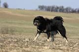 DOGUE DU TIBET 213